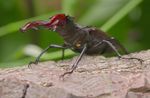 Richmond Park Beautiful Bugs quiz - Friends of ...