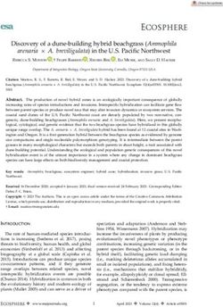 Discovery of a dune-building hybrid beachgrass Ammophila