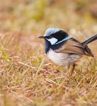 Outdoor Recreation Management Strategy - for Brisbane's Natural Areas 2011-2021 - Amazon AWS