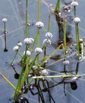 Native Maine Plants Found in Watchic Lake - 2020 Screening Day Update