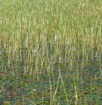 Native Maine Plants Found in Watchic Lake - 2020 Screening Day Update