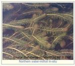 Native Maine Plants Found in Watchic Lake - 2020 Screening Day Update