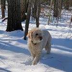 VIRTUAL PAWS February 24 - Meet the Paw-nelists
