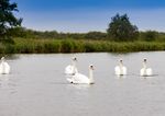 Boating & Riverside Holidays - from Horning Norfolk 2020 For your special holiday - Ferry Marina