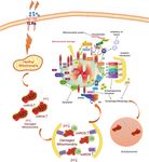 Genetic Imaging of Neuroinflammation in Parkinson's Disease: Recent Advancements - Frontiers