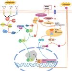 Genetic Imaging of Neuroinflammation in Parkinson's Disease: Recent Advancements - Frontiers