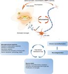 Genetic Imaging of Neuroinflammation in Parkinson's Disease: Recent Advancements - Frontiers