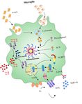 Genetic Imaging of Neuroinflammation in Parkinson's Disease: Recent Advancements - Frontiers