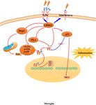 Genetic Imaging of Neuroinflammation in Parkinson's Disease: Recent Advancements - Frontiers