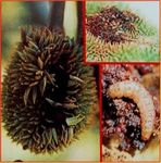 Ontology-Based Semantic Retrieval for Durian Pests and Diseases Control System - ijmlc