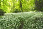 THE 2019 MEMBERS GUIDE TO ATTRACTIONS, GARDENS, HOUSES AND MUSEUMS - www.cpre.org.uk