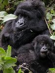Rwanda: Virunga's Mountain Gorillas, Primates of Nyungwe and Wildlife of Akagera National Park - Houston Zoo