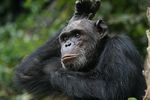 Rwanda: Virunga's Mountain Gorillas, Primates of Nyungwe and Wildlife of Akagera National Park - Houston Zoo