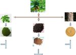 Comparative Evaluation of the In Vitro Anthelminthic Effects of the Leaves, Stem, and Seeds of Carica papaya (Linn) Using the Pheretima posthuma Model