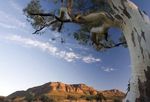 ROCKHAMPTON INTERNATIONAL STUDENT GUIDE - STUDENT SUPPORT SERVICES FOR INTERNATIONAL STUDENTS LIVING IN ROCKHAMPTON - English ...
