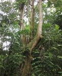 A Guide to Pulau Ubin Tree Trail