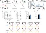Revisiting the Role of the Medial Temporal Lobe in Motor Learning