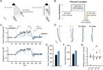 Revisiting the Role of the Medial Temporal Lobe in Motor Learning