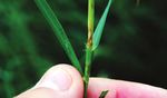 Biology and Management of Bermudagrass Stem Maggot - Alabama ...