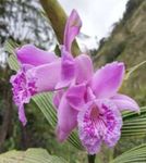 Orchid Lovers Ecuagenera Tours