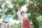 Safety of food from Japan and restoration of its overseas distribution