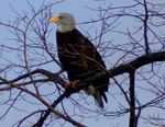 Join Our 2021 Winter Getaway - Starved Rock & Matthiessen State Parks (Utica, IL) - Tue-Wed, January 19-20, Thu-Fri, January 21-22 - Trailbound Trips