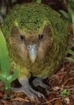 Snapshot: Wairarapa I Helping bees I Groundcovering weeds I Fencing tips Kakapo research I An interview with the new Chief Executive - QEII ...