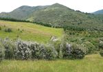 Snapshot: Wairarapa I Helping bees I Groundcovering weeds I Fencing tips Kakapo research I An interview with the new Chief Executive - QEII ...