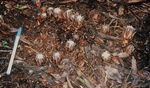 Snapshot: Wairarapa I Helping bees I Groundcovering weeds I Fencing tips Kakapo research I An interview with the new Chief Executive - QEII ...