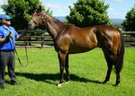 2021 Gold Coast Summer Racehorse Sale - January 18th - Published on 15th January 2021 - Bitly