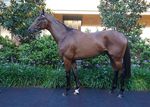 2021 Gold Coast Summer Racehorse Sale - January 18th - Published on 15th January 2021 - Bitly