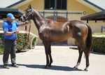 2021 Gold Coast Summer Racehorse Sale - January 18th - Published on 15th January 2021 - Bitly