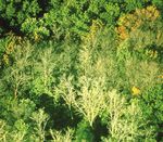Oak Wilt - USDA Forest Service