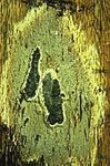 Oak Wilt - USDA Forest Service