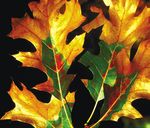 Oak Wilt - USDA Forest Service