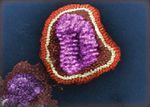 Peridomestic Mammal Susceptibility to Severe Acute Respiratory Syndrome Coronavirus 2 Infection - CDC
