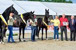 DER HANNOVERANER Auction - Magic number