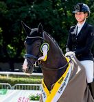 DER HANNOVERANER Auction - Magic number