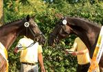 DER HANNOVERANER Auction - Magic number