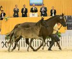 DER HANNOVERANER Auction - Magic number