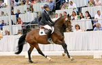 DER HANNOVERANER Auction - Magic number