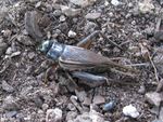 Common Grasshoppers, Katydids, and Crickets (Order Orthoptera) in the Wichita Mountains and Surrounding Areas