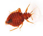 Guide to Bed bug-free camping - BED BUGS: THE UNWANTED CAMPER - QuestSpecialty Corporation