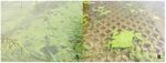 Review on Cyanobacterial Studies in Portugal: Current Impacts and Research Needs - MDPI