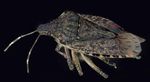 VOLUME 74 Entomological Society of Manitoba 2018 - Proceedings of the - T.D. Galloway