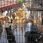 THE WELFARE BASIS FOR EUTHANASIA OF DOGS AND CATS AND POLICY DEVELOPMENT - INTERNATIONAL COMPANION ANIMAL MANAGEMENT COALITION