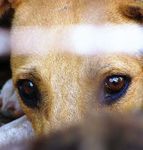 THE WELFARE BASIS FOR EUTHANASIA OF DOGS AND CATS AND POLICY DEVELOPMENT - INTERNATIONAL COMPANION ANIMAL MANAGEMENT COALITION