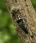 Lesser spotted woodpecker nest recording in 2018