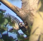 Lesser spotted woodpecker nest recording in 2018