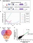 TBSAP IS A NOVEL CHROMATIN PROTEIN REPRESSING METACYCLIC VARIANT SURFACE GLYCOPROTEIN EXPRESSION SITES IN BLOODSTREAM FORM TRYPANOSOMABRUCEI